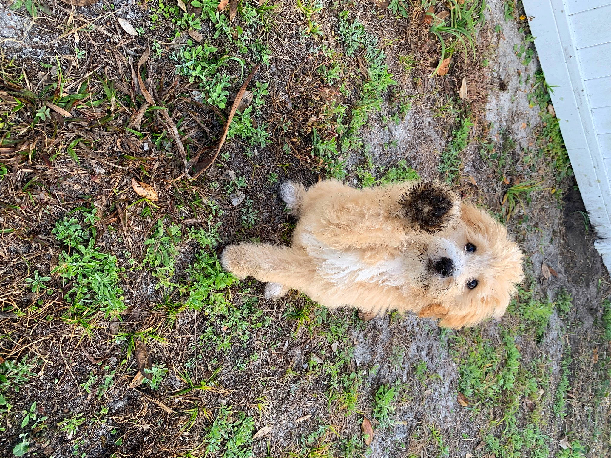 Boone is registered to the contest to win money with this photo: canidae, carnivore, dog_breed, fawn, fur, grass, grass_family, groundcover, plant, prairie_dog, rodent, snout, soil, sporting_group, tail, terrestrial_animal, toy, tree, whiskers, wood