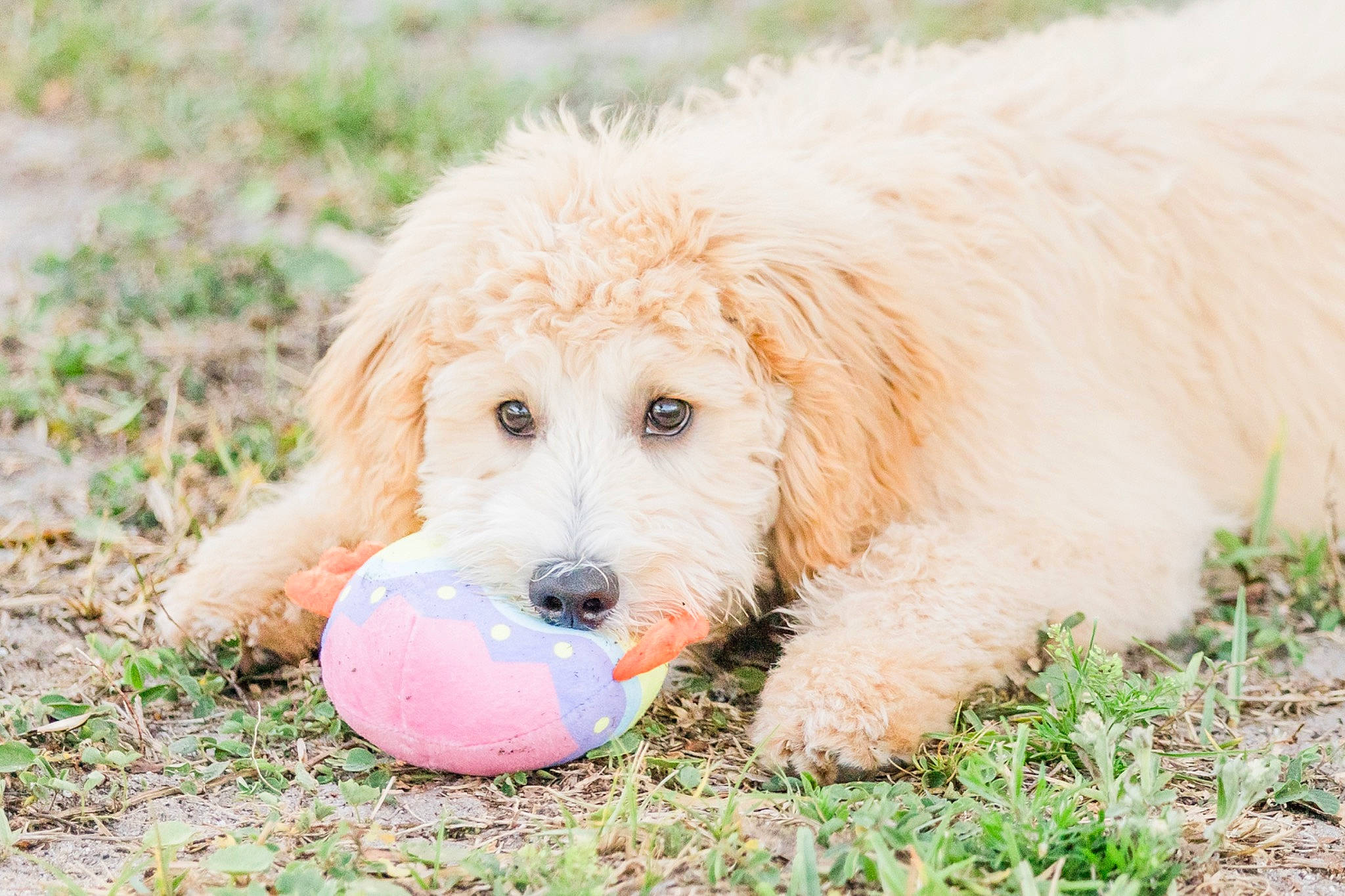 Boone is registered to the contest to win money with this photo: ball, canidae, carnivore, companion_dog, dog, dog_breed, grass, gun_dog, labradoodle, non_sporting_group, plant, poodle, retriever, snout, sporting_group, tennis_ball, terrier, toy_dog, water_dog, working_animal