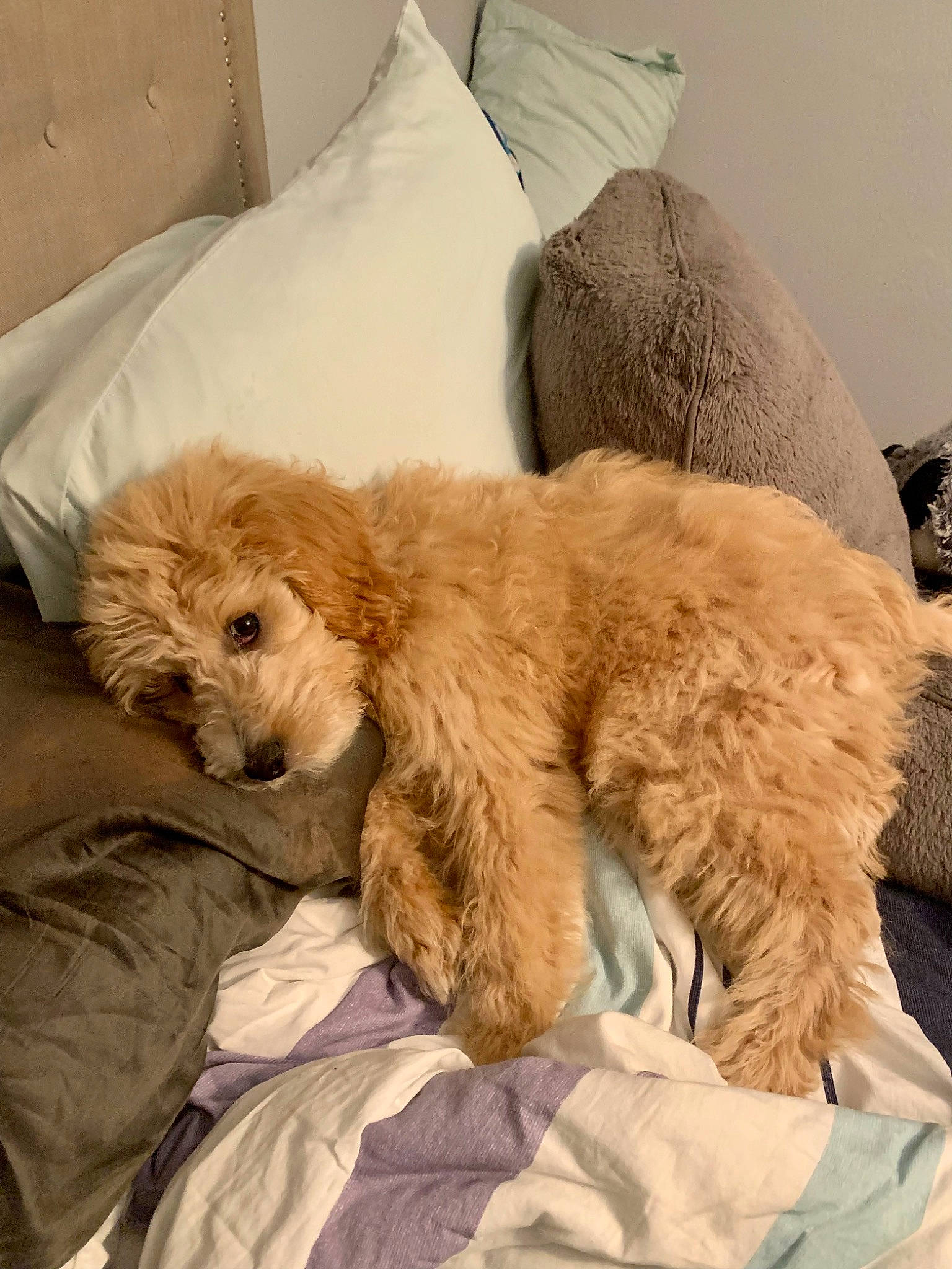Boone joined the competition — help win amazing prizes! canidae, carnivore, comfort, companion_dog, couch, dog, dog_breed, dog_supply, duvet, fawn, fur, labradoodle, paw, snout, sporting_group, terrestrial_animal, terrier, toy_dog, working_animal, yorkipoo