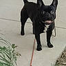 Pugzley joined the competition — help win amazing prizes! alert, animal, black_dog, canine, concrete, daytime, dog, ears_up, grass, happy, leash, nature, outdoor, pet, plant, sidewalk, small_dog, standing, tongue_out, walk