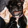 Pugzley