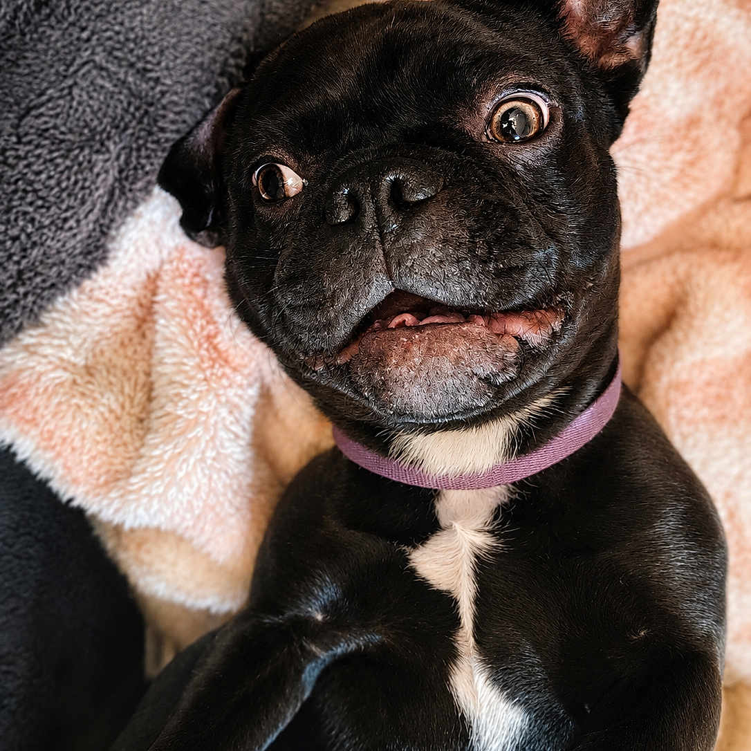 Pugzley joined the competition — help win amazing prizes! adorable, animal, black_dog, blanket, closeup, companion, cute, dog, ears, expression, fur, fur_texture, indoor, laying_down, mammal, pet, purple_collar, snout, whiskers, wide_eyes
