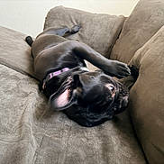 Pugzley is registered to the contest to win money with this photo: animal, black_dog, canine, collar, comfort, couch, cute, dog, ear, fur, home, indoor, lying_down, mammal, paw, pet, playful, relaxed, resting, sofa