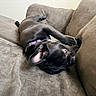 animal, black_dog, canine, collar, comfort, couch, cute, dog, ear, fur, home, indoor, lying_down, mammal, paw, pet, playful, relaxed, resting, sofa