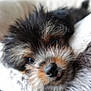 Bella joined the competition — help win amazing prizes! puppy, dog, close_up, fluffy, cute, pet, animal, nose, fur, sleepy, tongue, indoors, blanket, soft, young, face, mammal, companion, friend, adorable