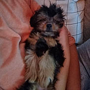 Bella is registered to the contest to win money with this photo: dog, sleeping, cuddling, arms, pillow, plaid_pillow, furry, pet, indoor, cozy, resting, relaxed, cute, small_dog, fluffy, animal, companion, human_arm, comfort, nap
