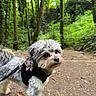 dog, small_dog, forest, trail, trees, greenery, harness, leash, flower_accessory, outdoor, nature, path, fur, pet, canine, cute, animal, walking, daylight, adventure