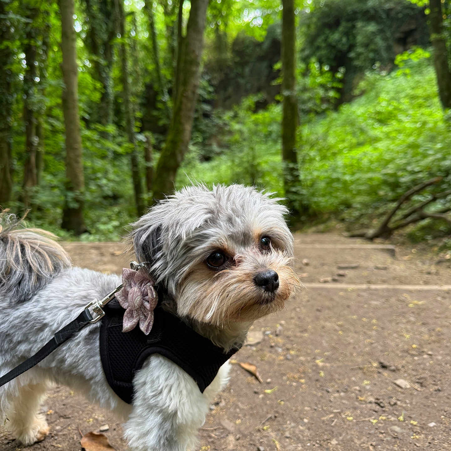 Bella joined the competition — help win amazing prizes! dog, small_dog, forest, trail, trees, greenery, harness, leash, flower_accessory, outdoor, nature, path, fur, pet, canine, cute, animal, walking, daylight, adventure