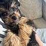 puppy, dog, fluffy, cute, tongue_out, pet, animal, close_up, fur, black_and_tan, couch, indoor, portrait, young_dog, resting, hand, arm, cozy, companion, small_dog