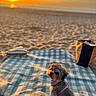 Bella joined the competition — help win amazing prizes! dog, beach, sunset, blanket, sand, leash, outdoor, pet, sunlight, harness, ocean, sky, nature, animal, relaxing, vacation, scenic, summer, evening, calm