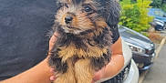 Bella is registered to the contest to win money with this photo: puppy, dog, fluffy, black_and_tan, cute, pet, animal, outdoor, person, holding, car, greenery, portrait, young, fur, mammal, friendly, small, companion, curious