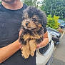 puppy, dog, fluffy, black_and_tan, cute, pet, animal, outdoor, person, holding, car, greenery, portrait, young, fur, mammal, friendly, small, companion, curious