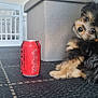 Bella is registered to the contest to win money with this photo: puppy, dog, carpet, soda_can, red_can, living_room, furniture, ottoman, baby_gate, curious, pet, indoor, black_and_tan, fur, small_dog, can, drink, home, cozy, cute