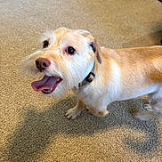 Viktor is registered to the contest to win money with this photo: animal, bed, beige, canine, carpet, collar, companionship, cute, dog, floor, friendly, fur, happy, home, indoor, looking_up, pet, scruffy, small_dog, tongue_out