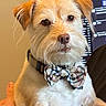 Viktor is registered to the contest to win money with this photo: animal_accessory, bow_tie, brown_eyes, collar, computer_screen, cozy, cute, dog, domestic_animal, fur, furniture, groomed, hand, indoor, light, pet, portrait, sitting, small_dog, whiskers