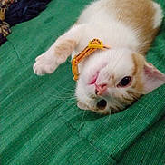 Dude joined the competition — help win amazing prizes! cat, orange_cat, white_cat, pet, collar, lying_down, green_bedspread, indoor, cute, whiskers, paw, playful, feline, fur, domestic_animal, resting, close_up, animal, curious, eyes