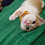 cat, orange_cat, white_cat, pet, collar, lying_down, green_bedspread, indoor, cute, whiskers, paw, playful, feline, fur, domestic_animal, resting, close_up, animal, curious, eyes