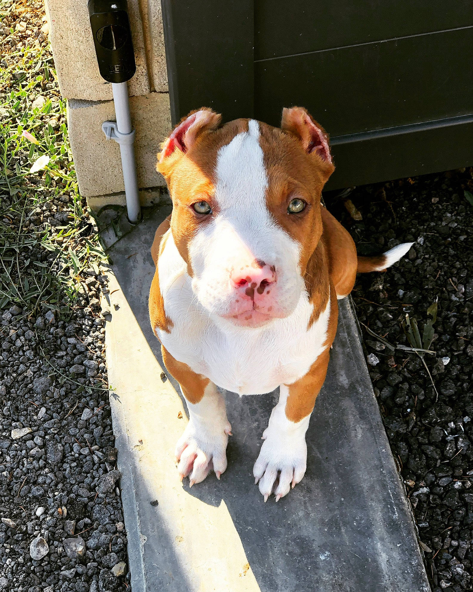 Misha a rejoint le concours — aidez-le/la à gagner de superbes lots ! american_pit_bull_terrier, american_staffordshire_terrier, bull_and_terrier, bull_terrier, bull_terrier_miniature, bulldog, canidae, carnivore, dog, dog_breed, fawn, mammal, non_sporting_group, nose, pit_bull, snout, sporting_group, terrier, vertebrate