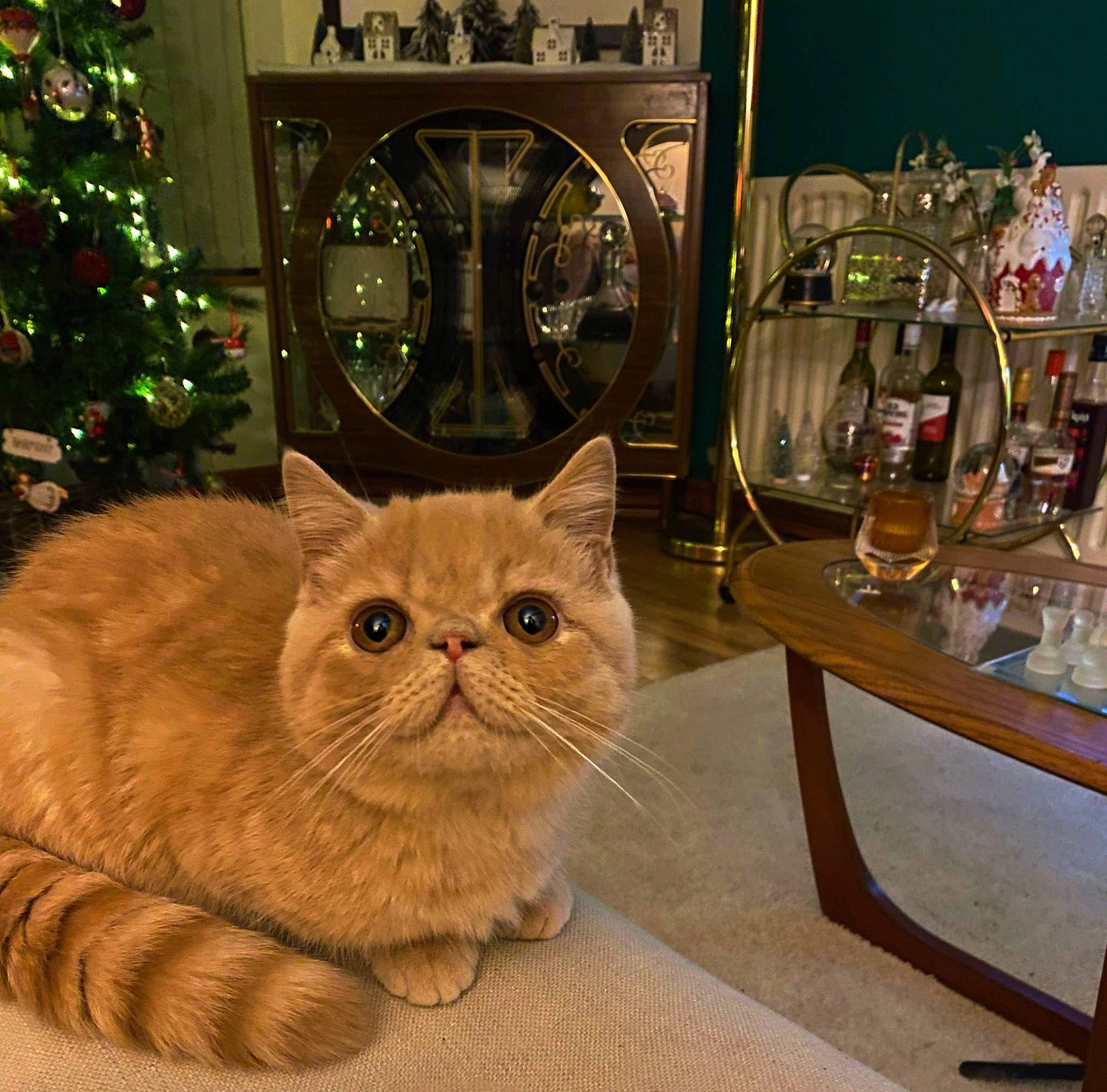 Pookie is registered to the contest to win money with this photo: barware, carnivore, cat, chair, christmas_ornament, christmas_tree, comfort, domestic_short_haired_cat, event, fawn, felidae, fur, plant, small_to_medium_sized_cats, snout, tableware, tail, tree, whiskers, wood