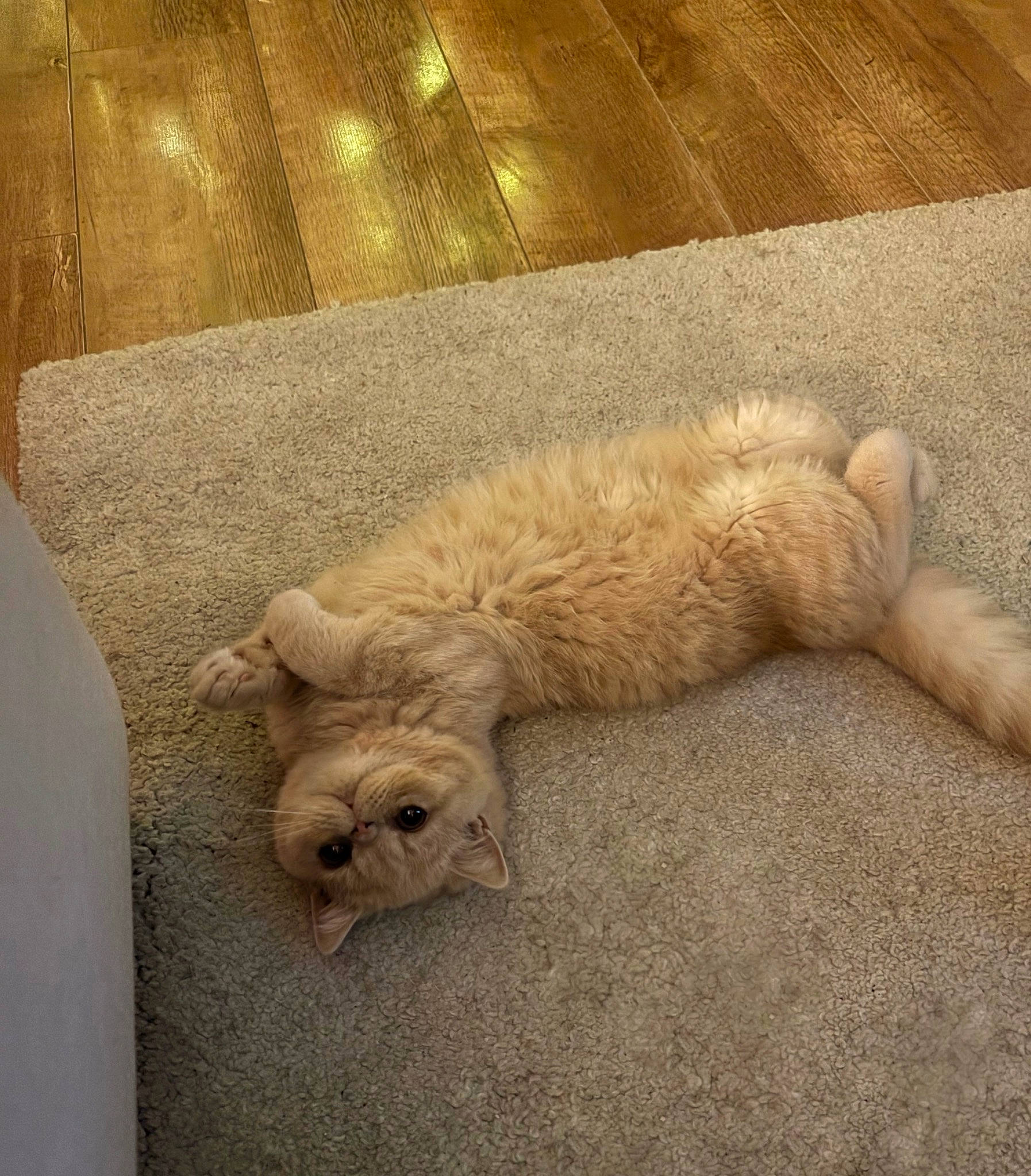 Pookie joined the competition — help win amazing prizes! canidae, carnivore, claw, comfort, companion_dog, dog, dog_breed, fawn, felidae, flooring, fur, liver, nap, paw, small_to_medium_sized_cats, snout, tail, terrestrial_animal, whiskers, wood