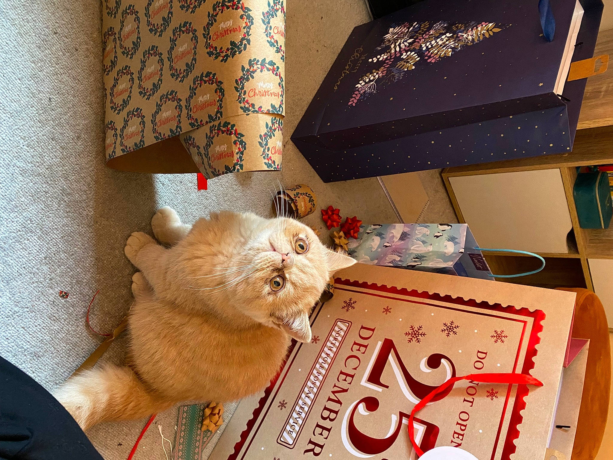 Pookie joined the competition — help win amazing prizes! bedding, box, carnivore, cat, comfort, companion_dog, domestic_short_haired_cat, felidae, fur, lamp, linens, pattern, room, shipping_box, small_to_medium_sized_cats, tail, textile, throw_pillow, whiskers, wood
