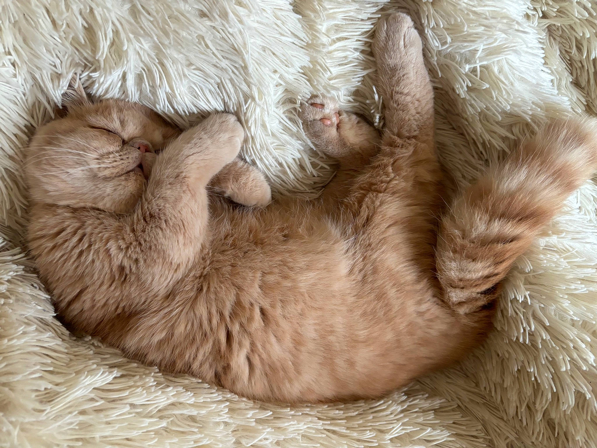 Pookie is registered to the contest to win money with this photo: carnivore, cat, claw, comfort, fawn, felidae, fur, liver, nap, natural_material, paw, sleep, small_to_medium_sized_cats, snout, tail, terrestrial_animal, whiskers