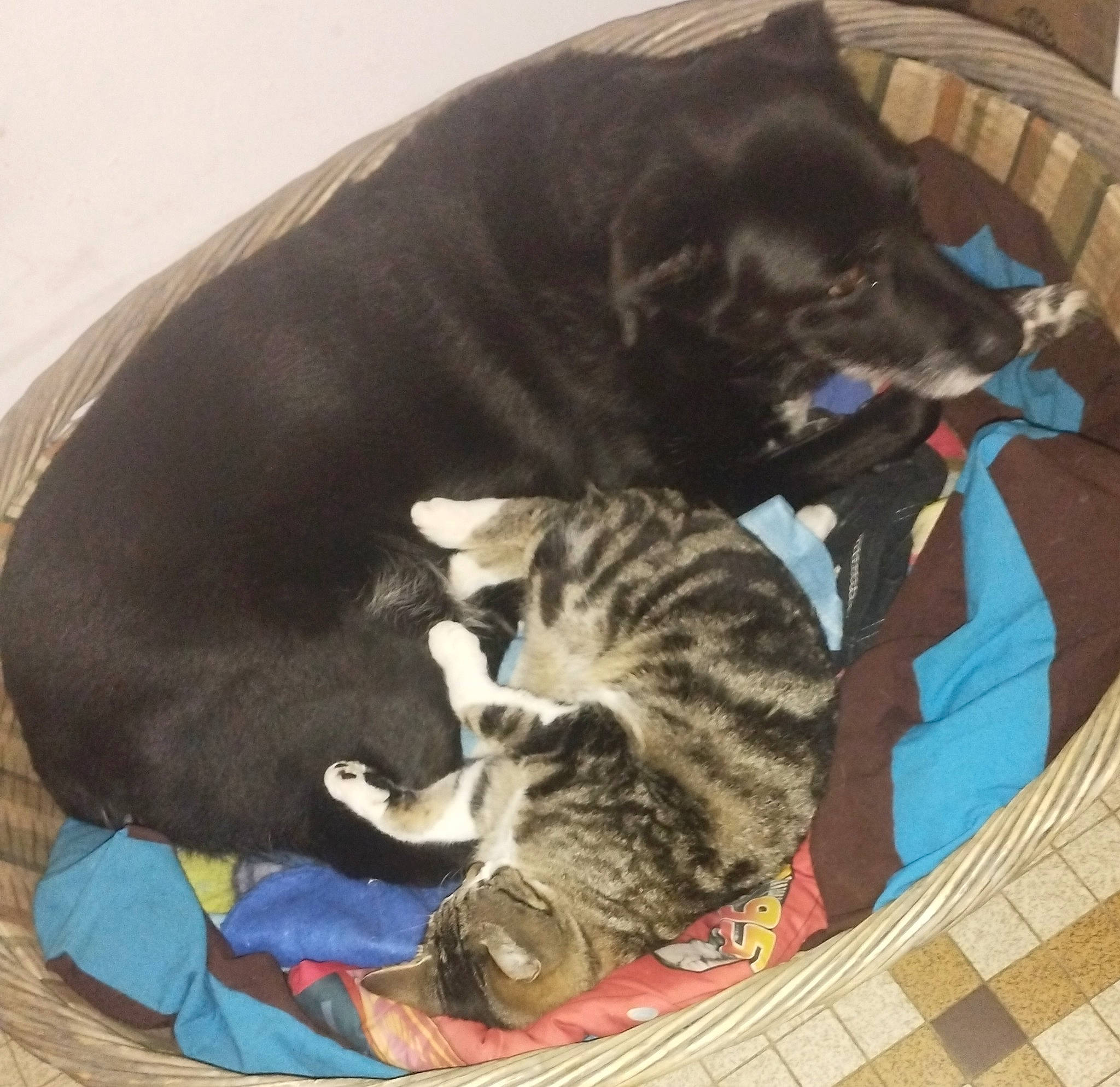 Moquette a rejoint le concours — aidez-le/la à gagner de superbes lots ! carnivore, cat, comfort, companion_dog, dog, dog_breed, domestic_short_haired_cat, felidae, fur, nap, paw, sitting, small_to_medium_sized_cats, sporting_group, tail, terrestrial_animal, whiskers