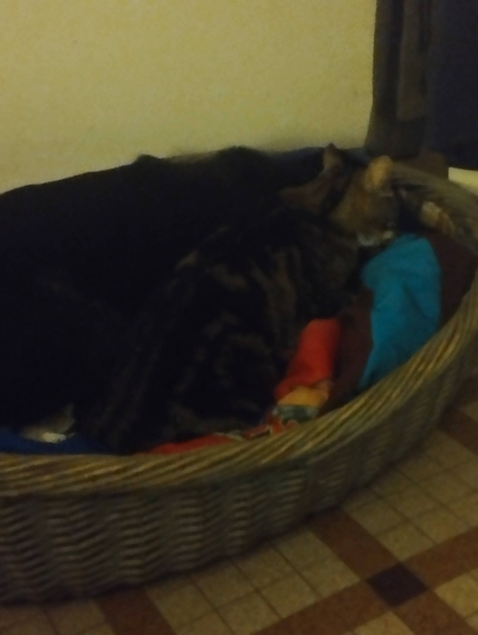 Moquette participe au concours pour gagner de l'argent avec cette photo : brown, carnivore, comfort, companion_dog, couch, dog, dog_bed, dog_breed, dog_supply, felidae, flooring, grey, hardwood, linens, pet_supply, small_to_medium_sized_cats, sporting_group, tail, tints_and_shades, wood