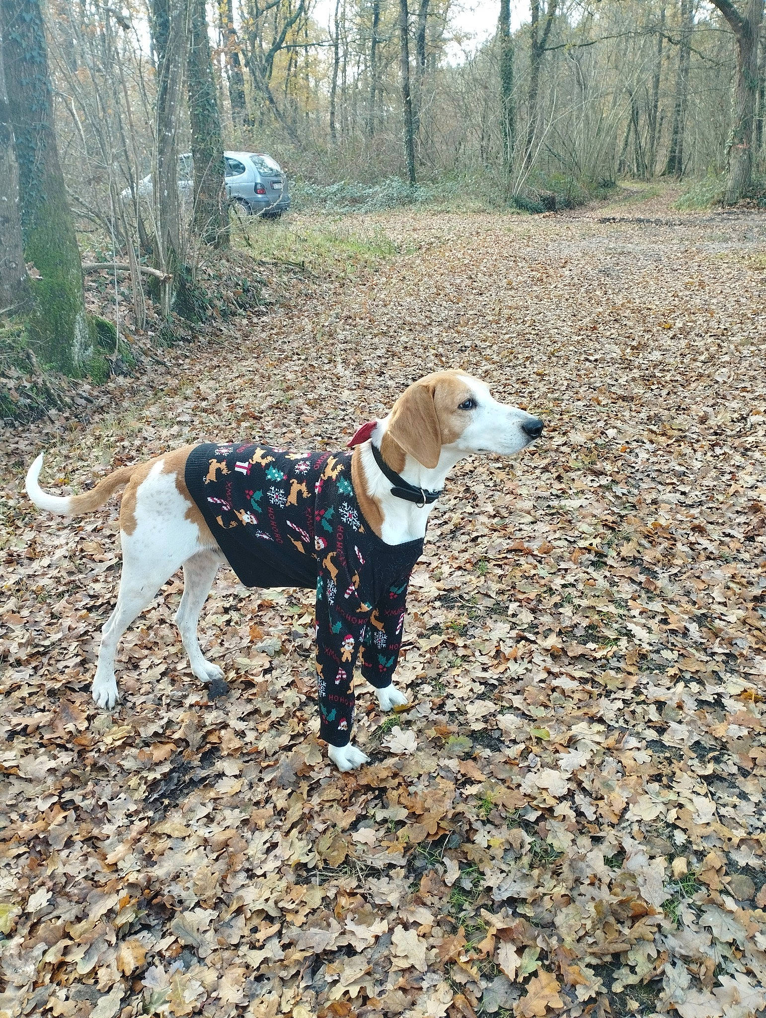 Jongleur a rejoint le concours — aidez-le/la à gagner de superbes lots ! canidae, carnivore, collar, companion_dog, dog, dog_breed, dog_clothes, dog_collar, dog_supply, fawn, leash, pet_supply, plant, rampur_greyhound, recreation, sporting_group, tail, tree, wood, working_animal