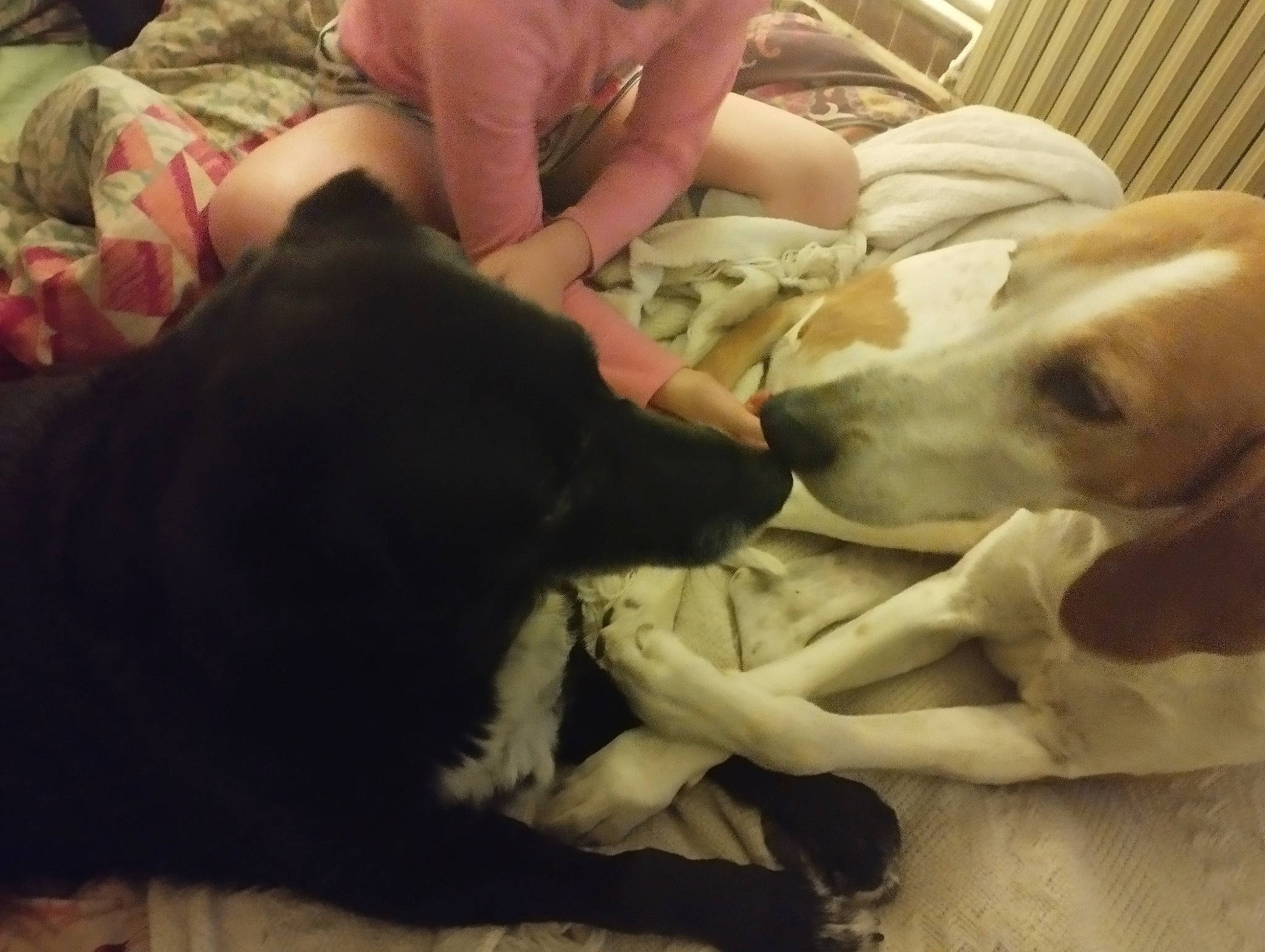 Jongleur participe au concours pour gagner de l'argent avec cette photo : black_cat, canidae, carnivore, comfort, companion_dog, couch, dog, dog_breed, fawn, fur, gesture, guard_dog, mammal, paw, retriever, snout, sporting_group, tail, vertebrate, working_animal