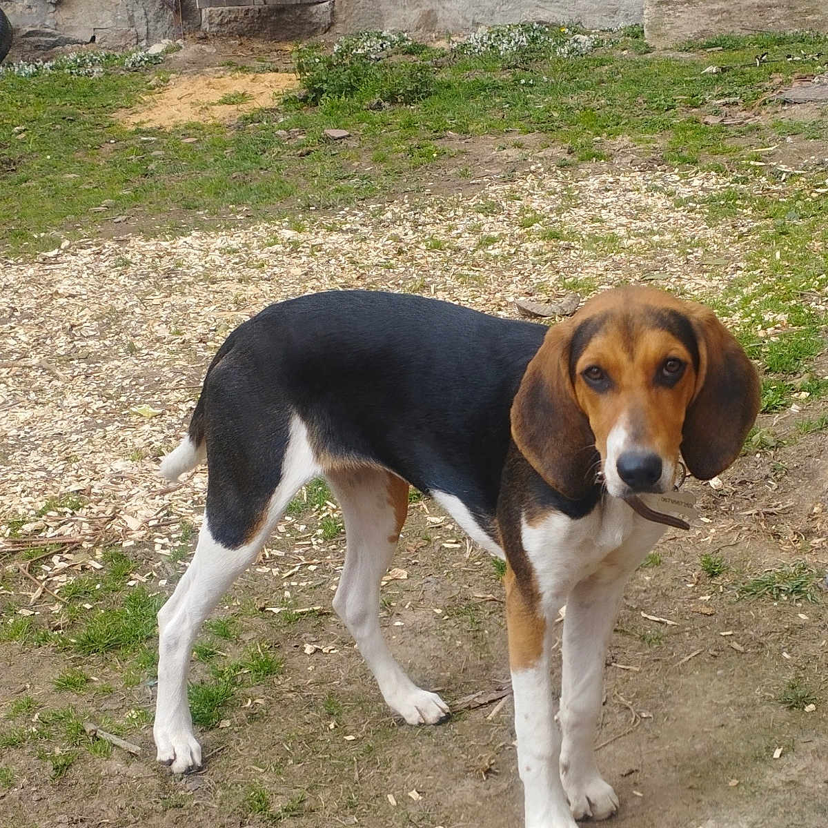 Anskunamun participe au concours pour gagner de l'argent avec cette photo : dog, tricolor, hound, outdoor, grass, dirt, stone_wall, wooden_door, blue_window, curious, alert, standing, pet, animal, ears, collar, muzzle, tail, nature, vintage_building
