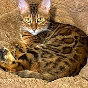 Nala joined the competition — help win amazing prizes! bengal_cat, blanket, cat, closeup, cozy, curled_up, ears, feline, fur_pattern, green_eyes, indoor, looking_at_camera, paws, pet, portrait, resting, soft_texture, spotted_fur, tabby, whiskers