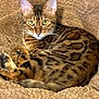 bengal_cat, blanket, cat, closeup, cozy, curled_up, ears, feline, fur_pattern, green_eyes, indoor, looking_at_camera, paws, pet, portrait, resting, soft_texture, spotted_fur, tabby, whiskers