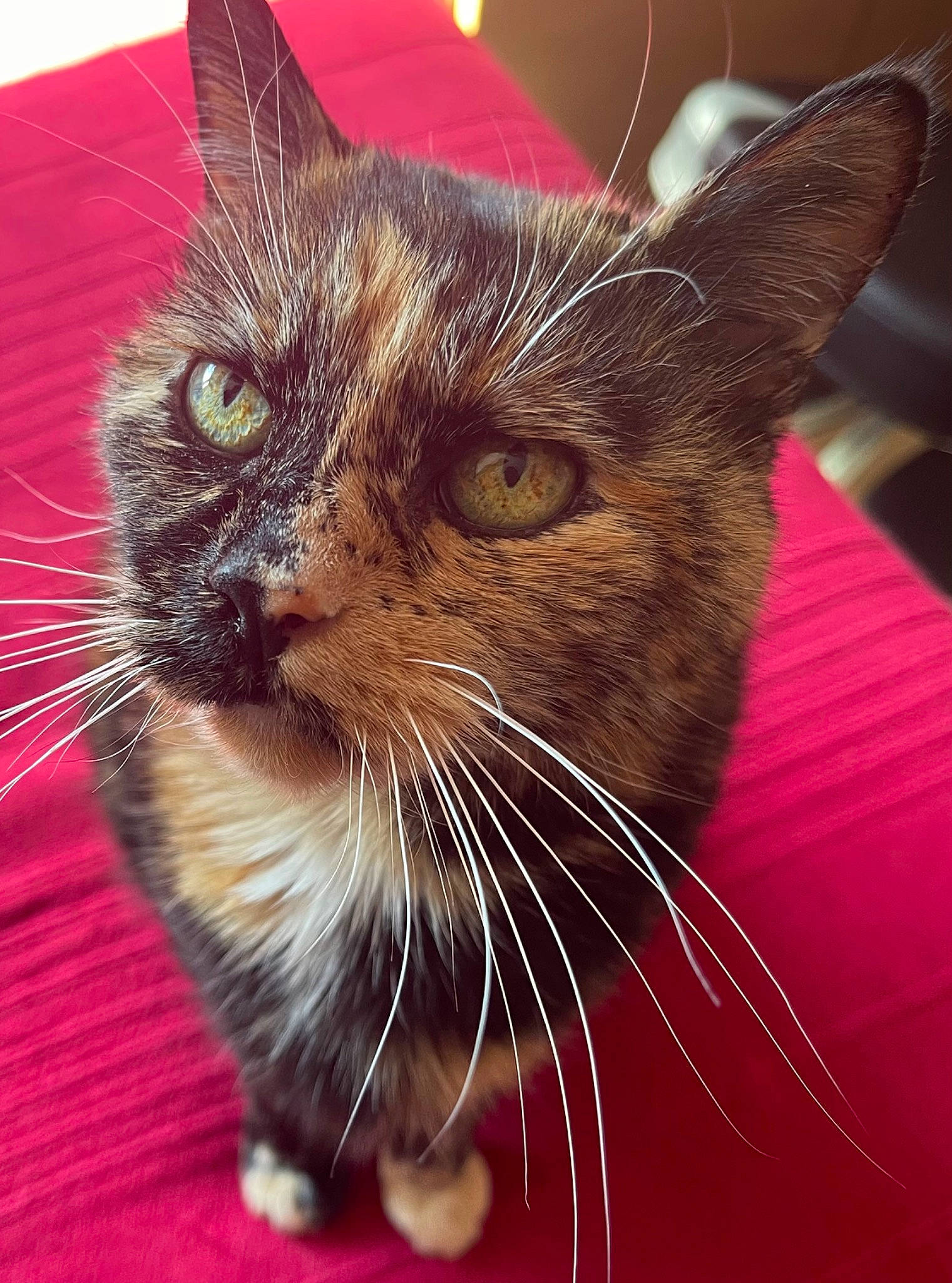 Frimousse a rejoint le concours — aidez-le/la à gagner de superbes lots ! carnivore, cat, claw, domestic_short_haired_cat, felidae, fur, paw, small_to_medium_sized_cats, snout, whiskers