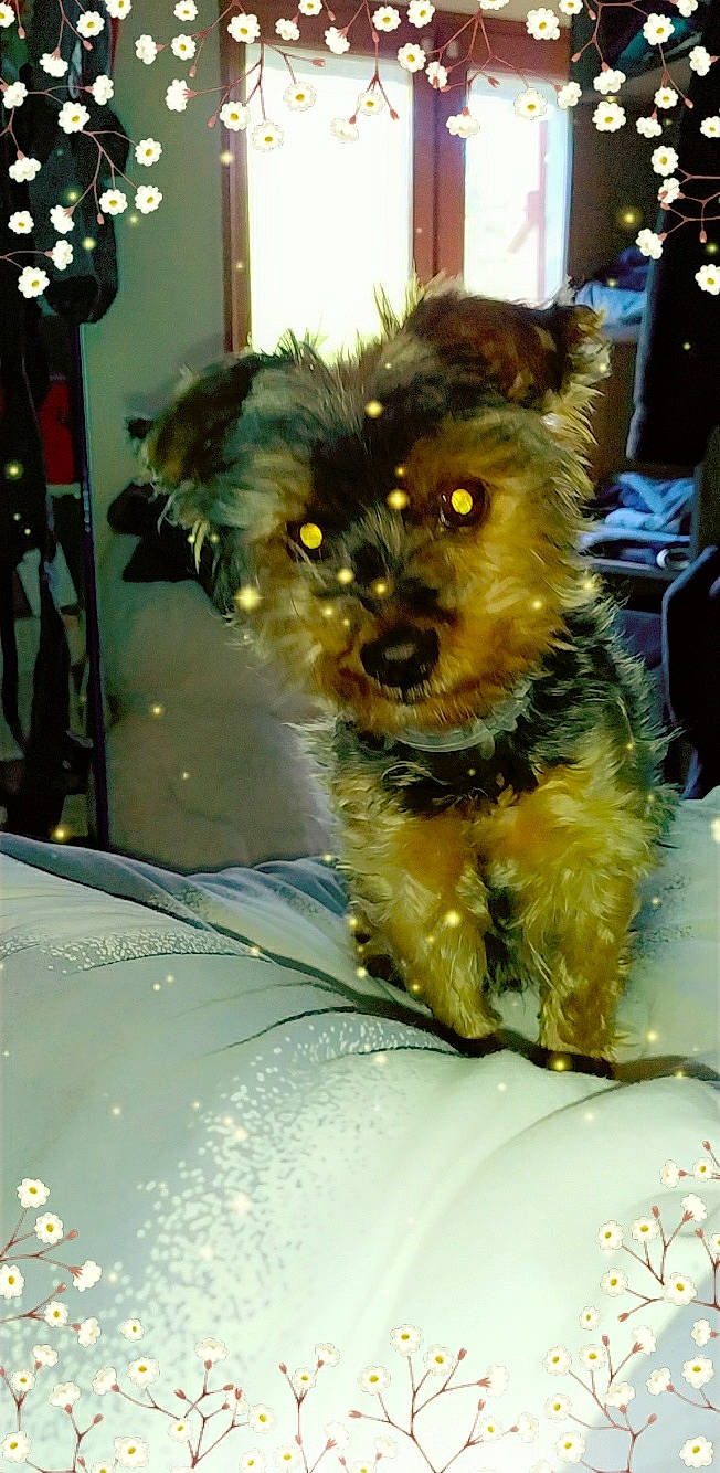 Théo a rejoint le concours — aidez-le/la à gagner de superbes lots ! australian_silky_terrier, australian_terrier, cairn_terrier, canidae, carnivore, companion_dog, dog, dog_breed, mammal, morkie, norwich_terrier, puppy, rare_breed_dog, schnoodle, small_terrier, snout, terrier, toy_dog, yorkipoo, yorkshire_terrier