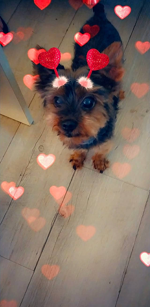 Théo participe au concours pour gagner de l'argent avec cette photo : australian_silky_terrier, australian_terrier, biewer_terrier, canidae, carnivore, chinese_imperial_dog, companion_dog, dog, dog_breed, fawn, maltepoo, mammal, morkie, puppy, rare_breed_dog, small_terrier, terrier, toy_dog, yorkipoo, yorkshire_terrier