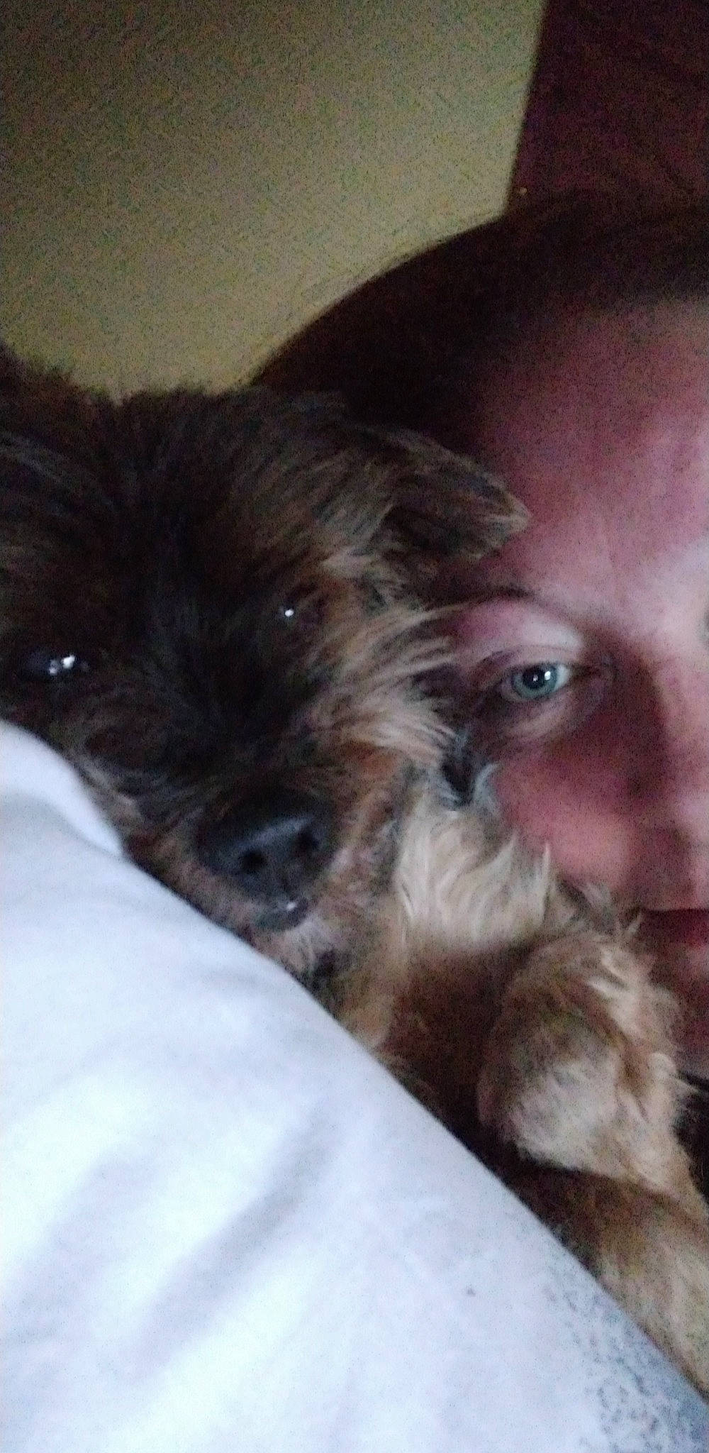 Théo participe au concours pour gagner de l'argent avec cette photo : bolonka, border_terrier, cairn_terrier, canidae, carnivore, chinese_imperial_dog, dog, dog_breed, havanese, lhasa_apso, liver, mammal, morkie, puppy, schnoodle, shih_tzu, snout, sporting_group, yorkipoo, yorkshire_terrier