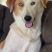 Hazel joined the competition — help win amazing prizes! animal, blue_eye, brown_eye, canine, close_up, companion, couch, cute, dog, domestic_animal, friendly, fur, heterochromia, indoor, mammal, pet, portrait, relaxed, seated, tongue_out