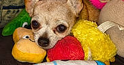 Dinky Do joined the competition — help win amazing prizes! animal, brown_fur, camera_facing, chihuahua, close_up, colorful, couch, cozy, cute, dark_eyes, dog, indoors, large_ears, pet, playful, plush_toys, portrait, resting, sitting, stuffed_animals