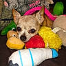 Dinky Do joined the competition — help win amazing prizes! chihuahua, dog, pet, animal, portrait, close_up, stuffed_animals, plush_toys, colorful, cozy, couch, indoors, sitting, resting, brown_fur, large_ears, dark_eyes, camera_facing, playful, cute
