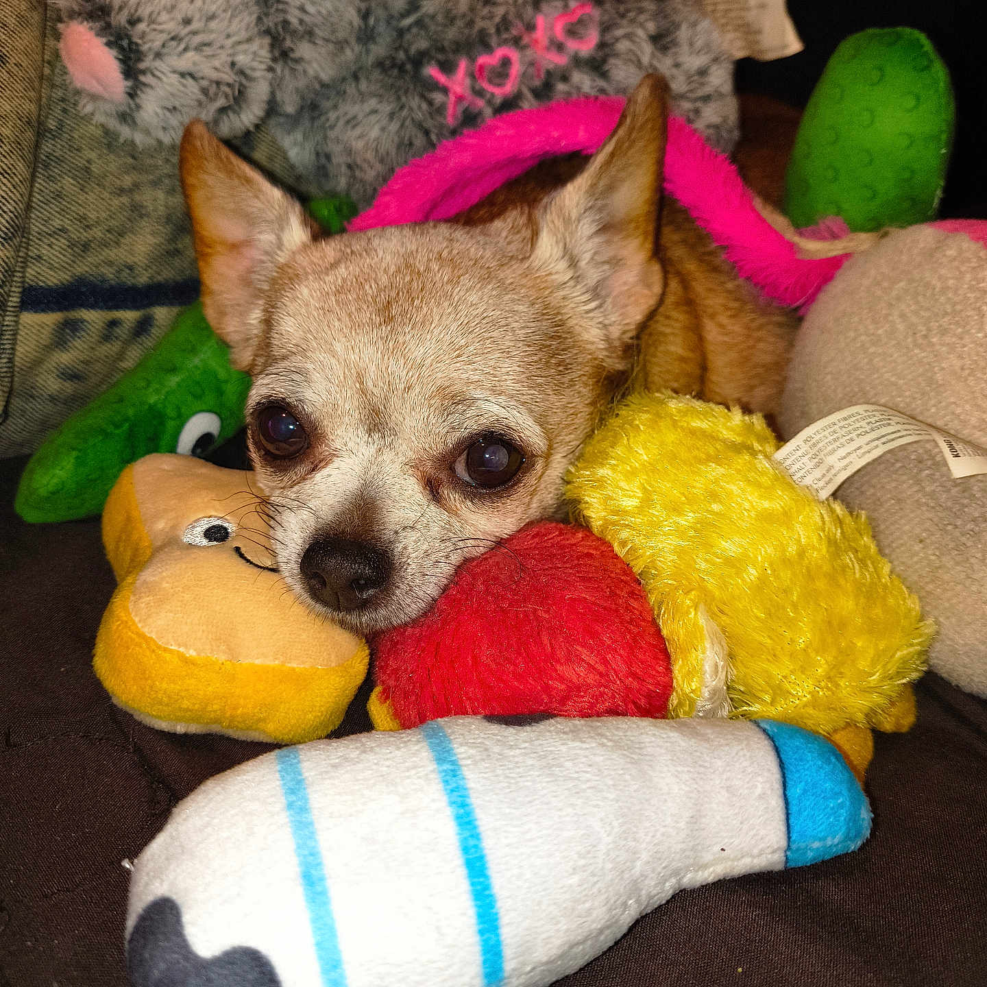 Dinky Do joined the competition — help win amazing prizes! chihuahua, dog, pet, animal, portrait, close_up, stuffed_animals, plush_toys, colorful, cozy, couch, indoors, sitting, resting, brown_fur, large_ears, dark_eyes, camera_facing, playful, cute