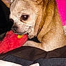 dog, puppy, tan_fur, small_dog, floppy_ears, brown_eyes, black_nose, sleepy, snuggling, plush_toy, red_toy, yellow_detail, pink_blanket, white_blanket, black_fabric, closeup, indoor, pet, cute, photography