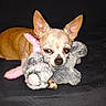 Dinky Do joined the competition — help win amazing prizes! dog, chihuahua, small_dog, puppy, pet, animal, lying_down, stuffed_animal, plush_toy, gray_toy, pink_toy, brown_fur, large_ears, dark_background, indoor, close_up, portrait, cute, sleepy, cuddling