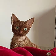 Gyzmo participe au concours pour gagner de l'argent avec cette photo : animal, blanket, brown_cat, cat, cozy, curious, curly_fur, cute, domestic_cat, ears, feline, green_eyes, indoor, looking, pet, portrait, red_blanket, soft_light, wall, whiskers