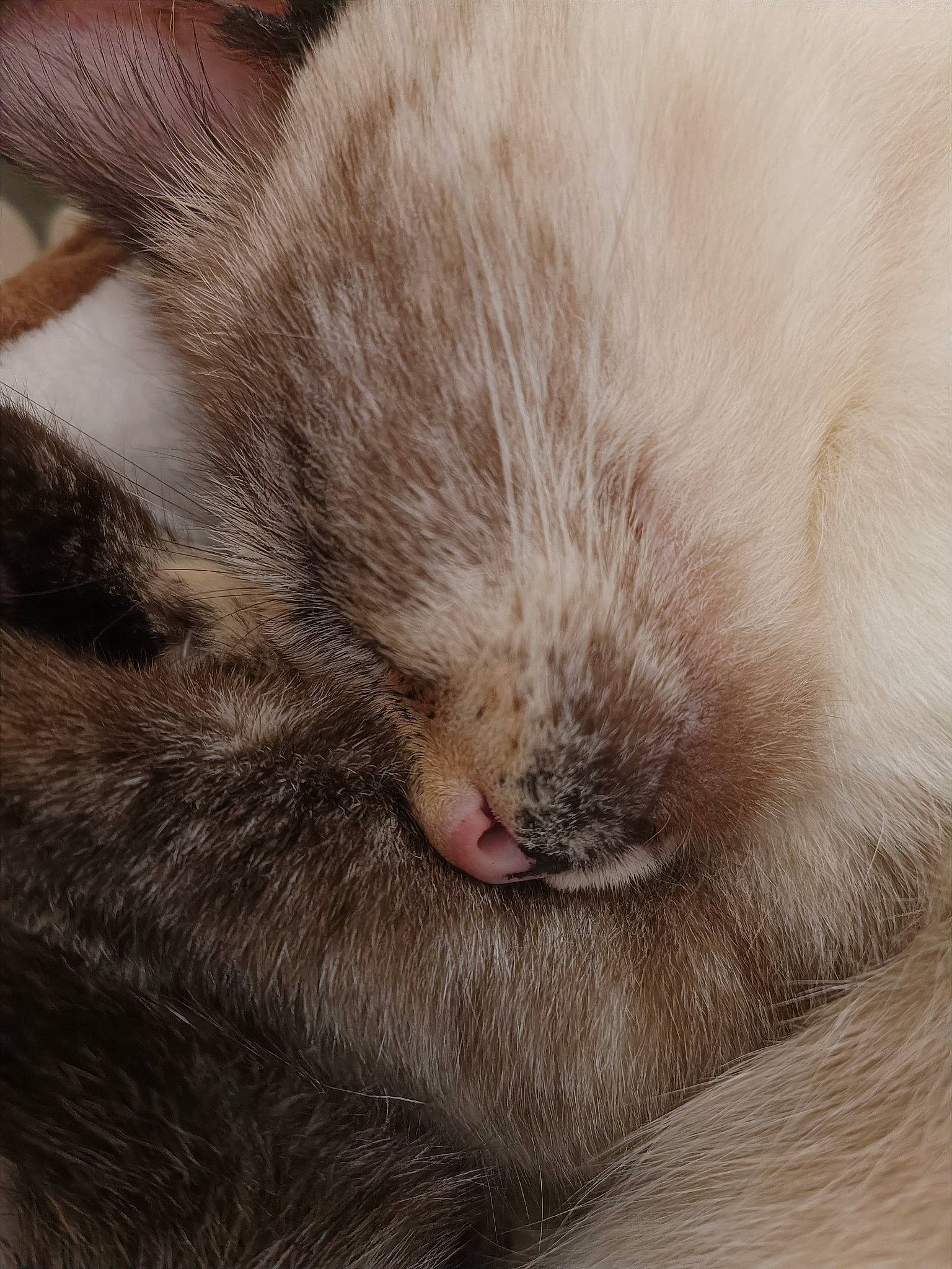 Lunita participe au concours pour gagner de l'argent avec cette photo : carnivore, cat, comfort, felidae, fur, grey, small_to_medium_sized_cats, terrestrial_animal, whiskers, wood