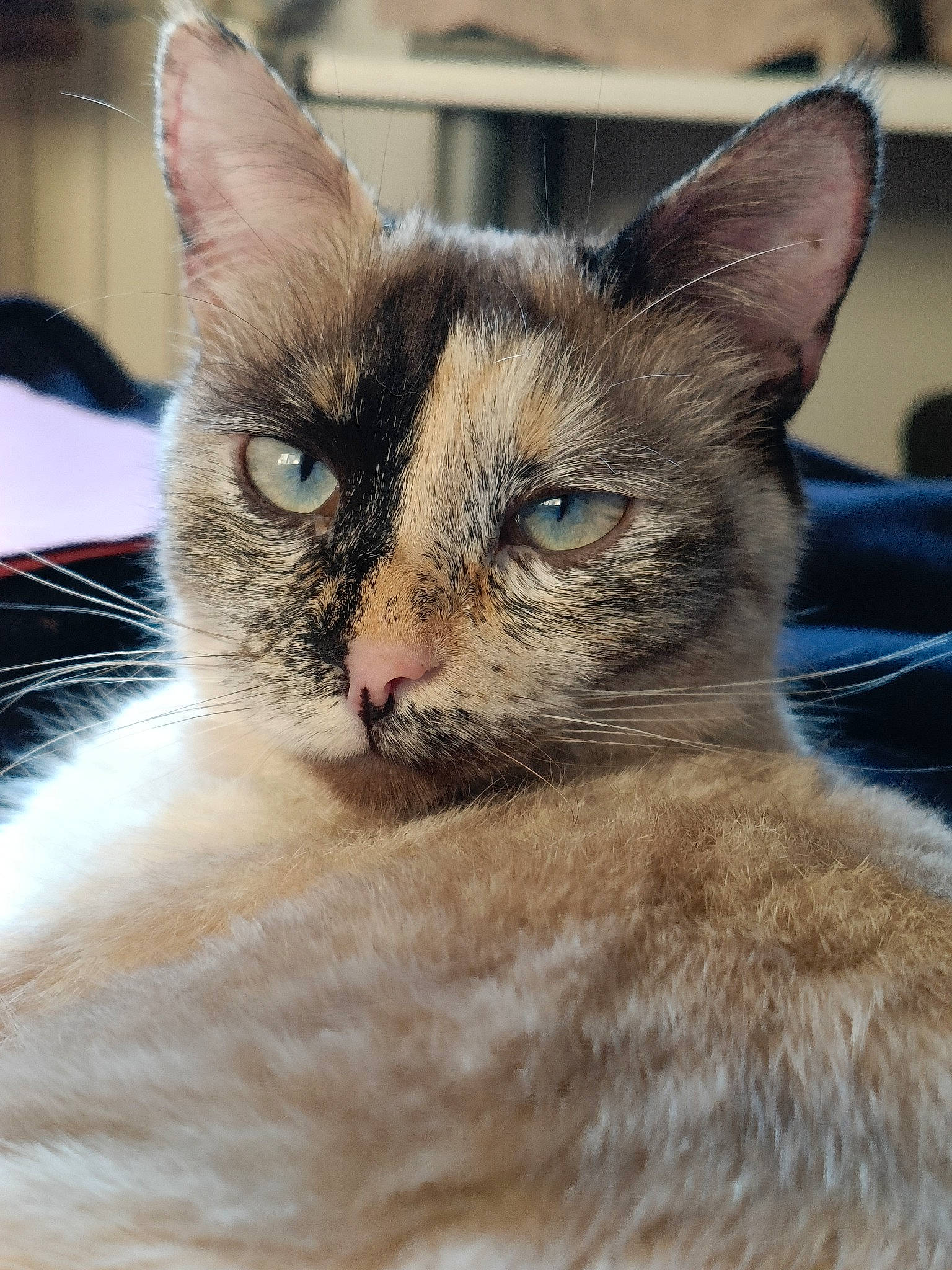 Lunita participe au concours pour gagner de l'argent avec cette photo : carnivore, cat, close_up, domestic_short_haired_cat, fawn, felidae, fur, siamese, small_to_medium_sized_cats, snout, terrestrial_animal, thai, whiskers, wildlife, window