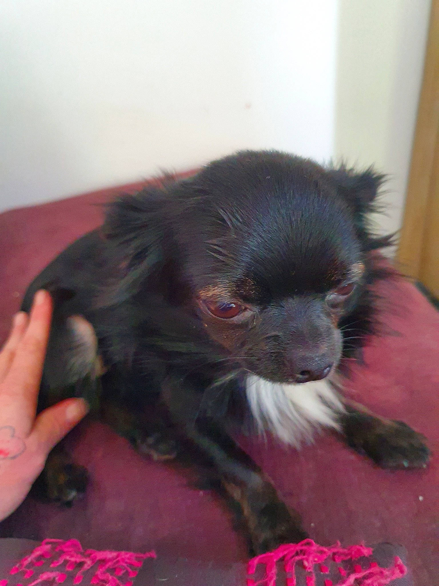 Pounette a rejoint le concours — aidez-le/la à gagner de superbes lots ! canidae, carnivore, companion_dog, dog, dog_breed, ear, mammal, non_sporting_group, pomeranian, puppy, skin, snout, toy_dog, vertebrate