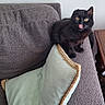 animal, armrest, black_cat, cat, couch, cozy, cute, domestic, feline, furniture, gray, household, indoor, licking, living_room, pet, pillow, resting, texture, yellow_eyes