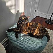 Willow joined the competition — help win amazing prizes! cat, tortoiseshell_cat, pet, indoor, ottoman, furniture, sunlight, shadow, wooden_floor, door, relaxed, animal, mammal, orange_eyes, resting, cozy, home, quiet, calm, domestic
