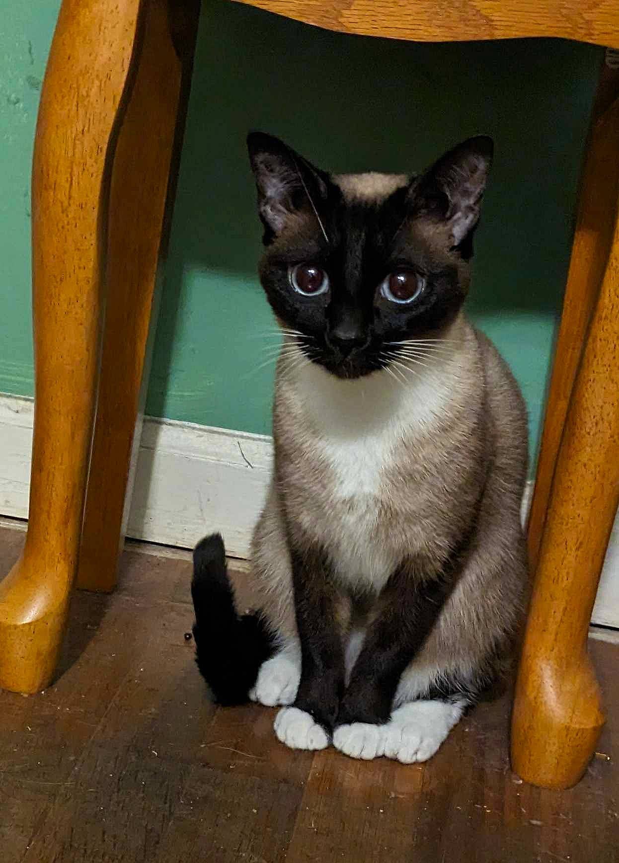 Marie joined the competition — help win amazing prizes! balinese, carnivore, cat, comfort, domestic_short_haired_cat, eye, fawn, felidae, foot, fur, head, iris, photo_caption, siamese, small_to_medium_sized_cats, snout, tail, thai, whiskers, window